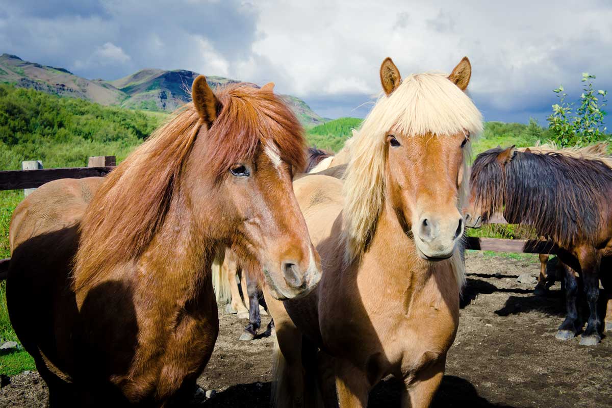 Autotour L'Islande en Famille