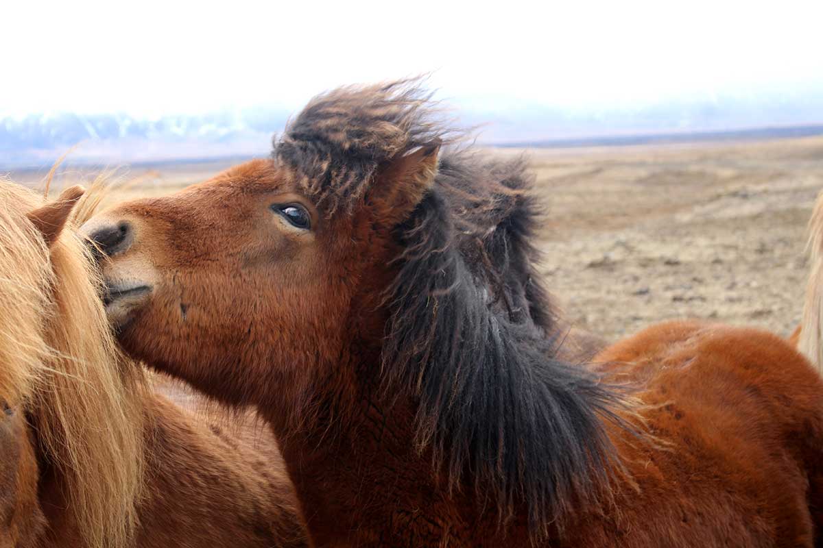 Autotour Grand Tour de l'Islande