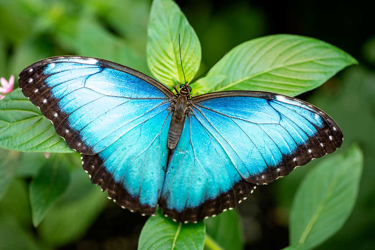 Circuit Costa Rica Nature