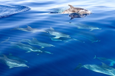 Rencontre avec les dauphins femme enceinte